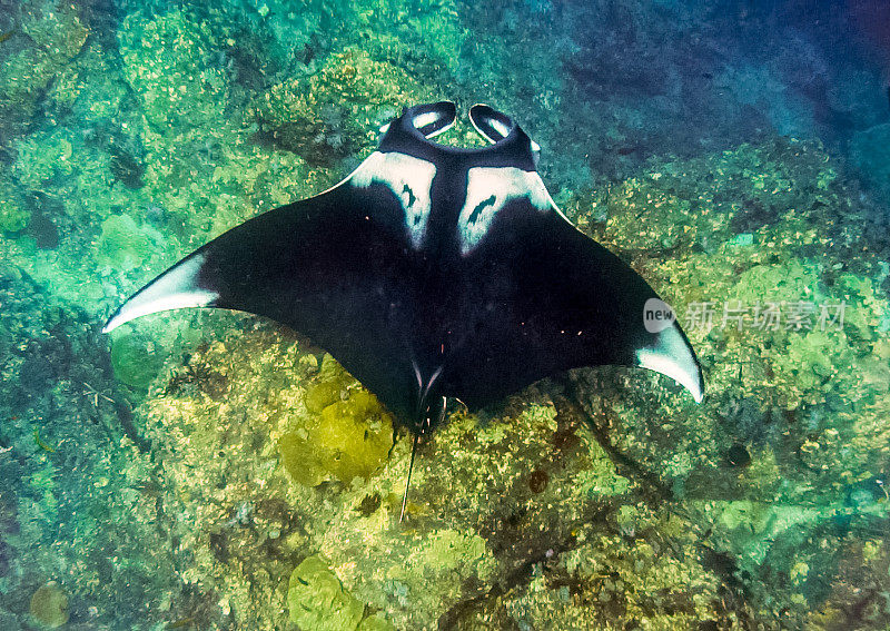 罕见的水下近距离接触濒危物种海洋蝠鲼(Manta birostris)